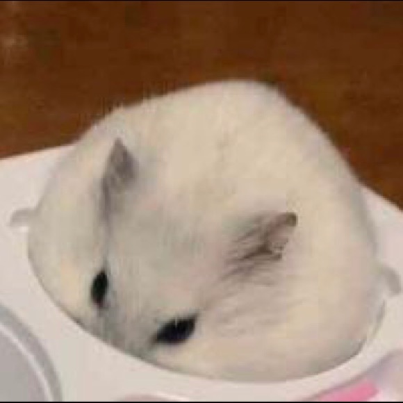 Meet your Posher, Reimie - Picture 1 of 1